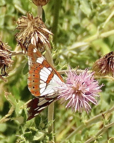 southern white admiral
